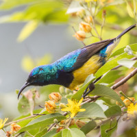 Variable Sunbird